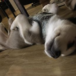 Siberian Husky Puppies from Blue Moon Siberian Husky Haven