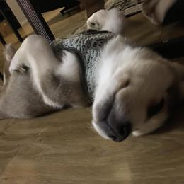 Siberian Husky Puppies from Blue Moon Siberian Husky Haven