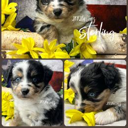 4 Sterling, BMM - Blue merle male Miniature American Shepherd puppy in Huntington, Texas from JKKJ Farms, LLC