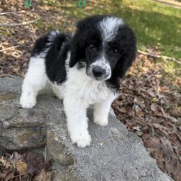 Green girl - Parti female Poodle puppy in Travelers Rest, South Carolina from Hampshire Hill’s Standard Poodles