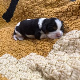 Tr Girl 3 - Tri-color female Cavalier King Charles Spaniel puppy in Raymondville, Missouri from Puppy PlayPen