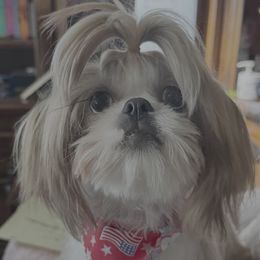 Elsa - Shih Tzu