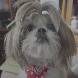 Elsa - Shih Tzu