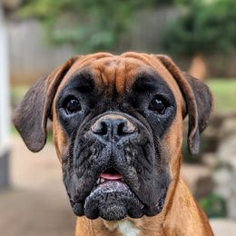 Zara - Boxer