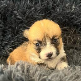 MO-F01 - Red female Pembroke Welsh Corgi puppy in Stockton, Iowa from Infinity Corgis