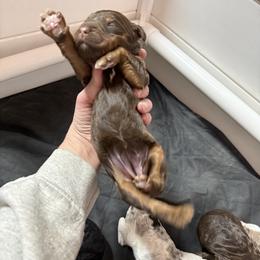 Marsha - Phantom female Goldendoodle puppy in Rome, Georgia from Victoria’s Designer Doodles