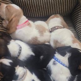 Basset Hounds from Freeman's Floppy Eared Bassets