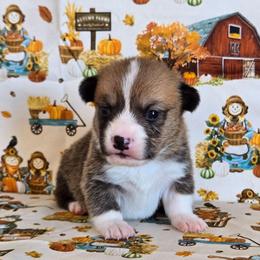 French Fry - Sable male Pembroke Welsh Corgi puppy in Briggsdale, Colorado from Lovebird Corgis