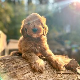 Maple - Red  female Goldendoodle puppy in Pollock Pines, California from Penny Lane’s Doodles