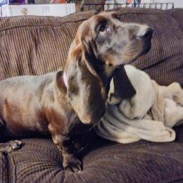 Percy - Basset Hound