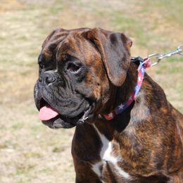 Tobin - Boxer