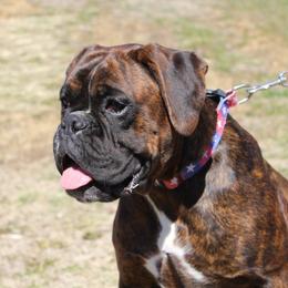 Tobin - Boxer