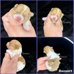 AKC Rumi - Cream sable parti female Pomeranian puppy in Saint Ignatius, Montana from Pomeranians Montana