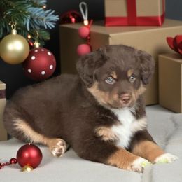 Andovers Crimson Promise - Red tri-color female Miniature American Shepherd puppy in Rockford, Illinois from Andover Aussies