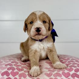 Hazelnut - Purple Collar - Apricot female Goldendoodle puppy in The Woodlands, Texas from Golden Fields Doodles