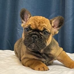 French Bulldog Puppies from Von Bales French Bulldogs