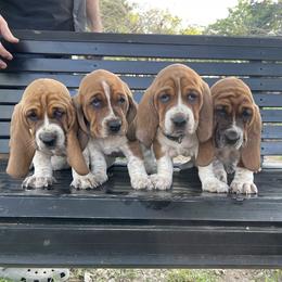Basset Hound Puppies from Staci Sills