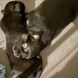 Finnish Lapphund Puppies from Sue Kidder/Lighthouse Lapphunds southern Branch