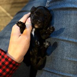 Fry - Black male Cavapoo puppy in Battle Lake, Minnesota from Panda Puppies