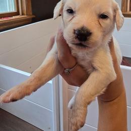 Butterfly - White and lemon female Dalmatian puppy in Janesville, Wisconsin from Legacy Dalmatians