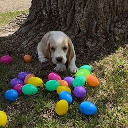 Boy 1 - Lemon and white Basset Hound puppy in Panhandle, Texas from TNT Bassets