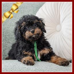 Acorn - Black and tan male Cockapoo puppy in Connersville, Indiana from Deaz Doodle Ranch