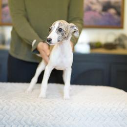 Sassy - White and fawn brindle female Whippet puppy in Atlanta, Georgia from Sinaj