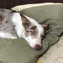 Border Collies from Shuttle Collie