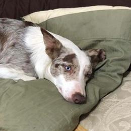 Border Collies from Shuttle Collie