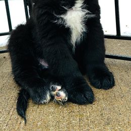 Newfoundland puppies from Majestic Gentle Giants