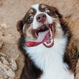 Miniature Australian Shepherds from Blue Stars on the Brazos