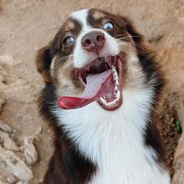 Miniature Australian Shepherds from Blue Stars on the Brazos