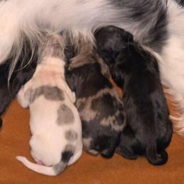 Black Cream OR Shaded cream - Black and cream male Dachshund puppy in Port Charlotte, Florida from Vicki's Dachshund Crossing