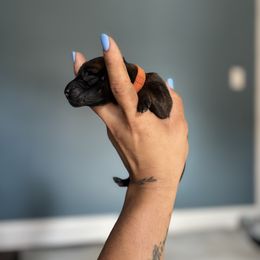 Malicious- orange - Fawn sable male Belgian Malinois puppy in North Carolina from Furia Ignis Belgian Malinois