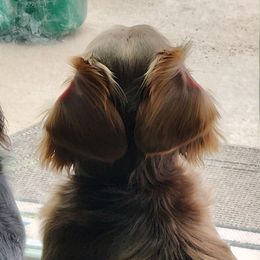 Dachshunds from Tippy Toes Dachshunds