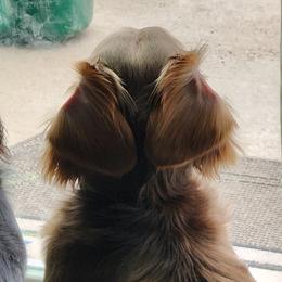 Dachshunds from Tippy Toes Dachshunds