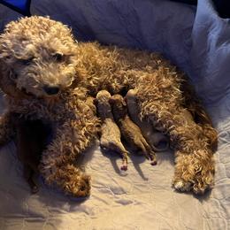 Cavapoo puppies from Columbia Basin Cavapoos