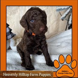 Brown Orange Collar Boy - Brown male Poodle puppy in Charlo, Montana from Heavenly Hilltop Farm