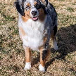 Miniature American Shepherds from Wx Kennels