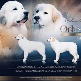 Great Pyrenees puppies from Odyssey Great Pyrenees