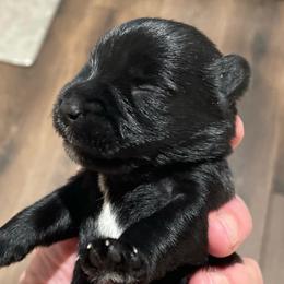 Stormy - Black male Miniature Schnauzer puppy in Interlachen, Florida from Pam's Schnauzers