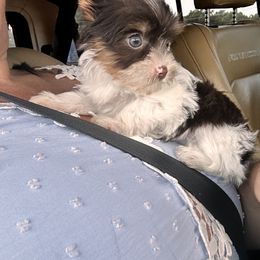 Goldendoodle, Maltipoo, and Yorkipoo Puppies from Doodle Pups Fur-Ever