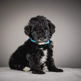 Ash - teal collar - Tri-color female Bernedoodle puppy in Caldwell, Idaho from Boise Doodle Co.