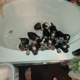 English Springer Spaniel Puppies from Savannah River Springers