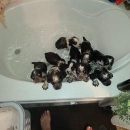 English Springer Spaniel Puppies from Savannah River Springers