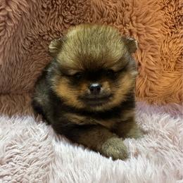 Jack - Orange sable male Pomeranian puppy in Waterloo, Indiana from Garcias Pomeranian
