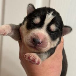 Lumi - Black and white female Siberian Husky puppy in London, Ohio from Rose Trail Siberian’s