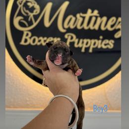 Boy3 - Brindle male Boxer puppy in Orlando, Florida from Martinez AKC Boxers of Central Florida