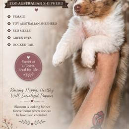 Red Merle female blossom - Red merle female Toy Australian Shepherd puppy in Spirit Lake, Idaho from North Idaho Aussies