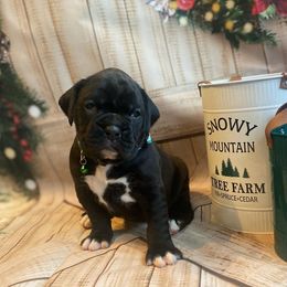 Boxer Puppies from Sweet Mambas Boxers